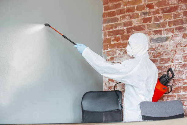 Best Black Mold Removal  in Lochearn, MD
